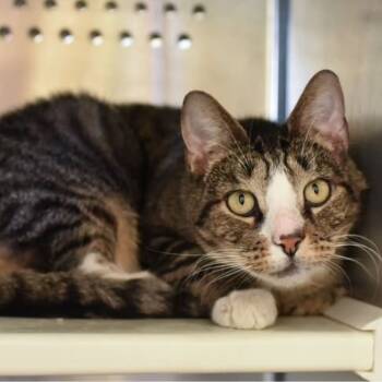 Rescue Domestic Short Hair Cats for Adoption in Fairfax Station, Virginia - Gill | PetCurious