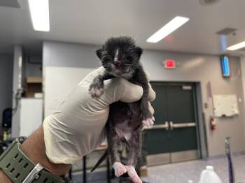 A1928727 -  Domestic Short Hair Cat for Adoption in Thousand Palms, California - A1928727 | PetCurious