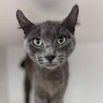 Zurae -  Domestic Short Hair Cat for Adoption in Des Moines, Iowa - Zurae | PetCurious