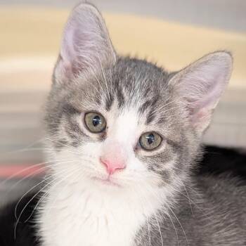 Seri -  Domestic Short Hair Cat for Adoption in Jefferson, Wisconsin - Seri | PetCurious