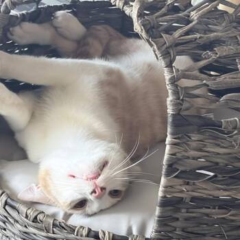Oscar -  Domestic Short Hair Cat Available for Adoption - Oscar | PetCurious