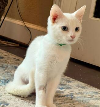 Rescue Siamese Cats for Adoption in Gilroy, California - Blanca | PetCurious
