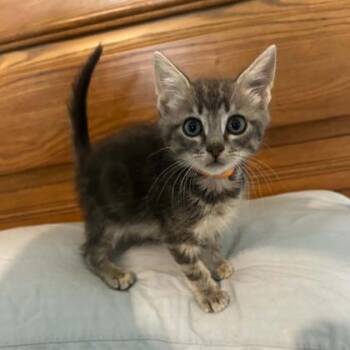 Citrine -  Domestic Short Hair Cat for Adoption in Janesville, Wisconsin - Citrine | PetCurious