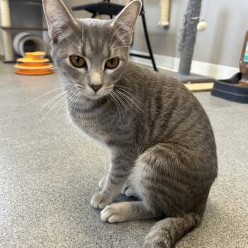 American Shorthair Cats Available for Adoption in Seward, Nebraska - Pebble | PetCurious