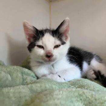 Digby (bonded w/ Baby Jane) -  Domestic Short Hair Cat Available for Adoption in Oakland, California - Digby (bonded W/ Baby Jane) | PetCurious