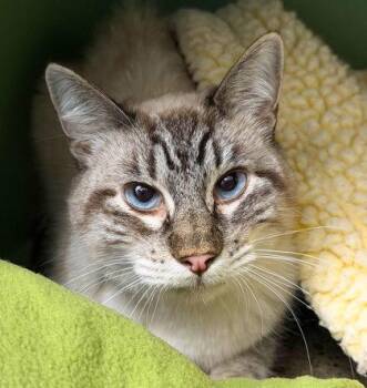 Freckles -  Siamese Cat for Adoption in Sacramento, California - Freckles | PetCurious