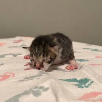 Domestic Short Hair Cats Available for Adoption in Fort Collins, Colorado - Biscuit | PetCurious