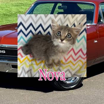Nova -  Domestic Medium Hair Cat for Adoption in Royse City, Texas - Nova | PetCurious