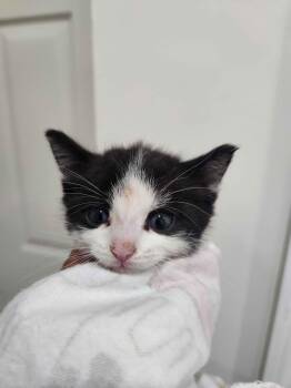 Spade -  American Shorthair Cat for Adoption in Florham Park, New Jersey - Spade | PetCurious
