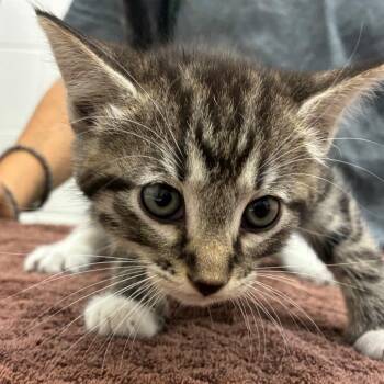 Louie -  Domestic Short Hair Cat Available for Adoption in Corpus Christi, Texas - Louie | PetCurious