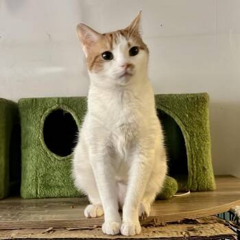 Fanta -  Domestic Short Hair Cat for Adoption in Wantagh, New York - Fanta | PetCurious