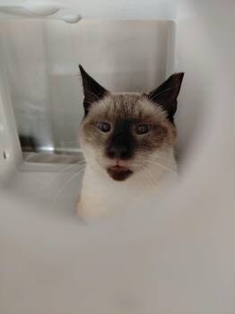 Lucky -  Siamese Cat for Adoption in Export, Pennsylvania - Lucky | PetCurious