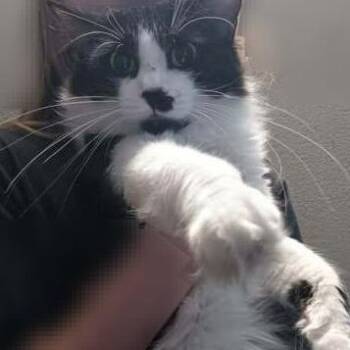 Domestic Medium Hair Cats Available for Adoption in Davenport, Iowa - Cookie | PetCurious