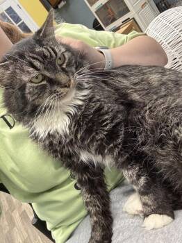 Bruno -  Domestic Medium Hair Cat for Adoption in West Mifflin, Pennsylvania - Bruno | PetCurious