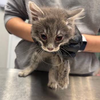 Ruffles -  Domestic Long Hair Cat for Adoption in Great Falls, Montana - Ruffles | PetCurious