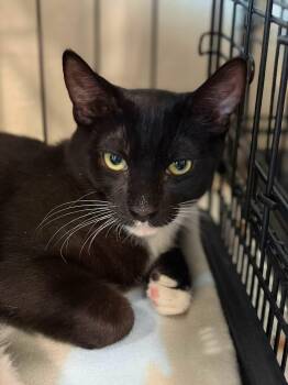 Jett (and Lily) -  Tuxedo and Domestic Short Hair Cat for Adoption in Walnut Creek, California - Jett (and Lily) | PetCurious