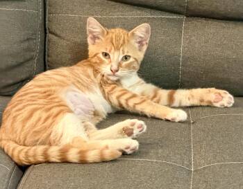 Sunny -  Domestic Short Hair Cat for Adoption in San Juan Capistrano, California - Sunny | PetCurious