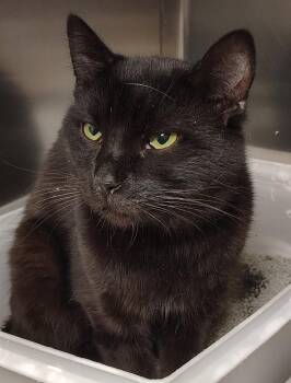 Domestic Short Hair Cats Available for Adoption in Saint Clairsville, Ohio - Baxter | PetCurious