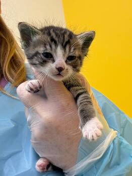 Casey -  Domestic Short Hair Cat for Adoption in Raleigh, North Carolina - Casey | PetCurious
