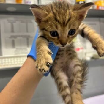 Rescue Domestic Short Hair Cats for Adoption in Morton Grove, Illinois - Gargamel | PetCurious