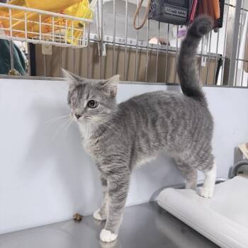 Domestic Short Hair Cats Available for Adoption in New York, New York - Koala | PetCurious