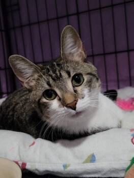 Domestic Short Hair Cats Available for Adoption - Aster | PetCurious