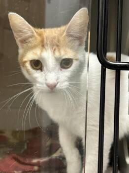 Marmalade -  Domestic Short Hair Cat for Adoption in Dayton, Minnesota - Marmalade | PetCurious