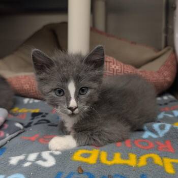 Jabba -  Domestic Short Hair Cat for Adoption in Detroit Lakes, Minnesota - Jabba | PetCurious