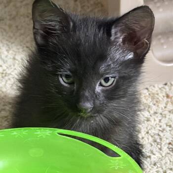 Domestic Short Hair Cats Available for Adoption in Morrison, Colorado - Sierra Groth | PetCurious