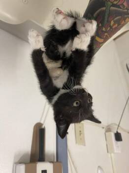 HOLLY -  Domestic Short Hair Cat for Adoption in Hayward, California - HOLLY | PetCurious