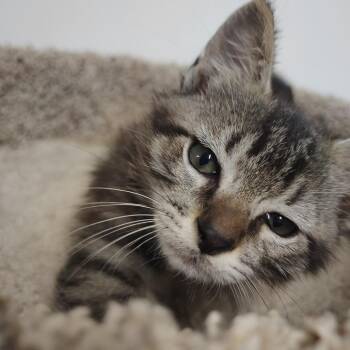 Domestic Medium Hair Cats Available for Adoption in Springtown, Texas - Luigi (lighter Browner) | PetCurious