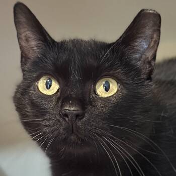 Dottie -  Domestic Short Hair Cat for Adoption in Victor, New York - Dottie | PetCurious