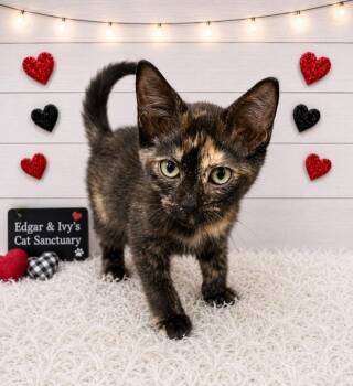 Janine -  Domestic Short Hair Cat for Adoption in Corpus Christi, Texas - Janine | PetCurious