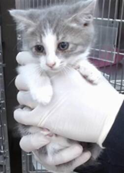 Domestic Short Hair Cats Available for Adoption in Salinas, California - GRISELDA | PetCurious