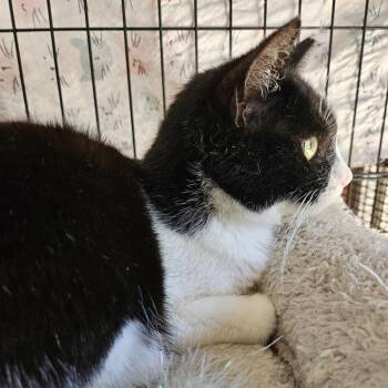 Domestic Short Hair Cats Available for Adoption in Panama City, Florida - Papi | PetCurious