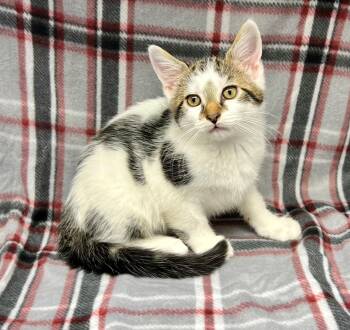Donald -  Domestic Short Hair Cat Available for Adoption in Edinburg, Virginia - Donald | PetCurious