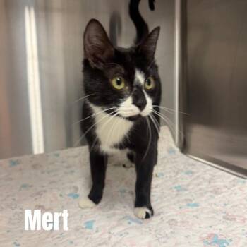 Domestic Short Hair Cats Available for Adoption in Buffalo, Minnesota - Myrtle *Meet Me At Lakeville Petsmart* | PetCurious