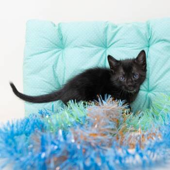 Domestic Medium Hair Cats Available for Adoption - Jasper | PetCurious