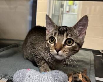 Mickey A220526 -  Domestic Short Hair Cat for Adoption in Plano, Texas - Mickey A220526 | PetCurious