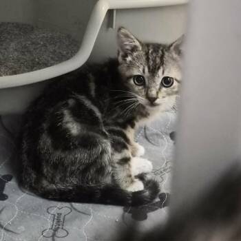 Fable -  Domestic Short Hair Cat for Adoption in Las Cruces, New Mexico - Fable | PetCurious