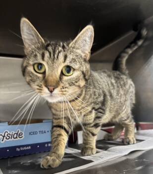 Rescue Domestic Short Hair Cats for Adoption in North Haven, Connecticut - Kerri | PetCurious