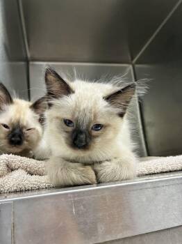Chris -  Siamese Cat for Adoption in Marietta, Georgia - Chris | PetCurious