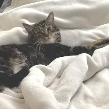 Benny -  Domestic Short Hair Cat for Adoption in Las Vegas, Nevada - Benny | PetCurious