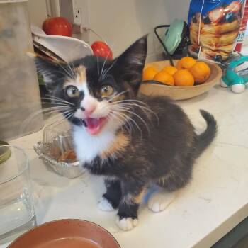 Dharma Griffin -  Domestic Short Hair Cat for Adoption in Eagle Mountain, Utah - Dharma Griffin | PetCurious
