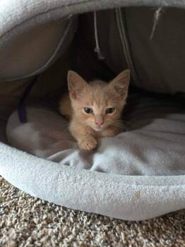 Cinnamon -  Domestic Short Hair Cat for Adoption in Greenfield, Indiana - Cinnamon | PetCurious