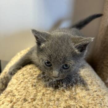 Rescue American Shorthair Cats for Adoption in Mount Vernon, Arkansas - Jasmine | PetCurious