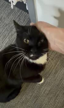 Winston -  Domestic Short Hair Cat Available for Adoption in Denver, Colorado - Winston | PetCurious