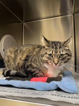 Rescue Domestic Short Hair and Tabby Cats for Adoption in Plymouth, Minnesota - Mildred ~Adoption Center Cat~ | PetCurious