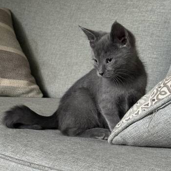 Oikos -  Domestic Short Hair Cat for Adoption in Ontario, New York - Oikos | PetCurious