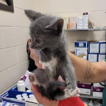 Domestic Short Hair Cats Available for Adoption in Lake Panasoffkee, Florida - 66184 | PetCurious